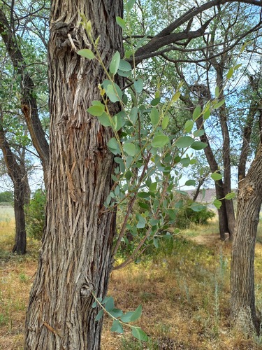 Populus pruinosa, photograph 1