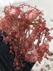 Botryocladia occidentalis