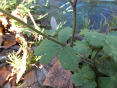 Ranunculus lanuginosus