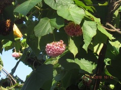 Dombeya × cayeuxii