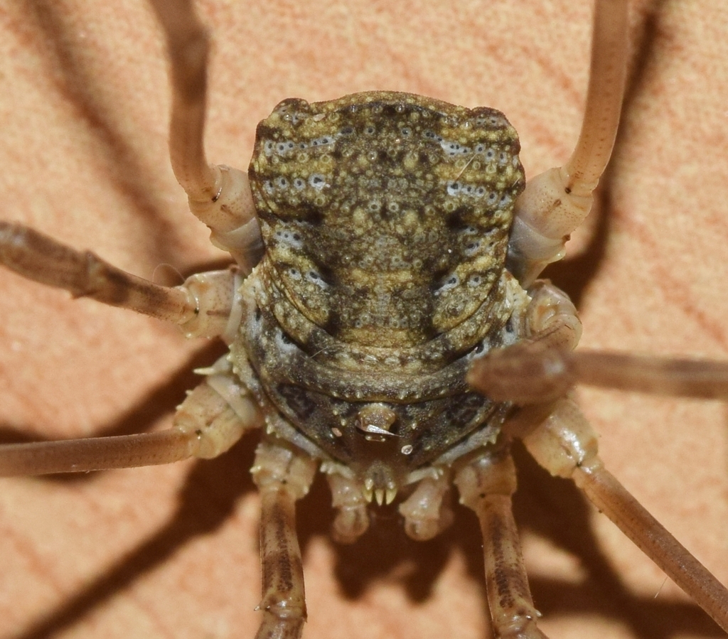 Roeweritta carpentieri