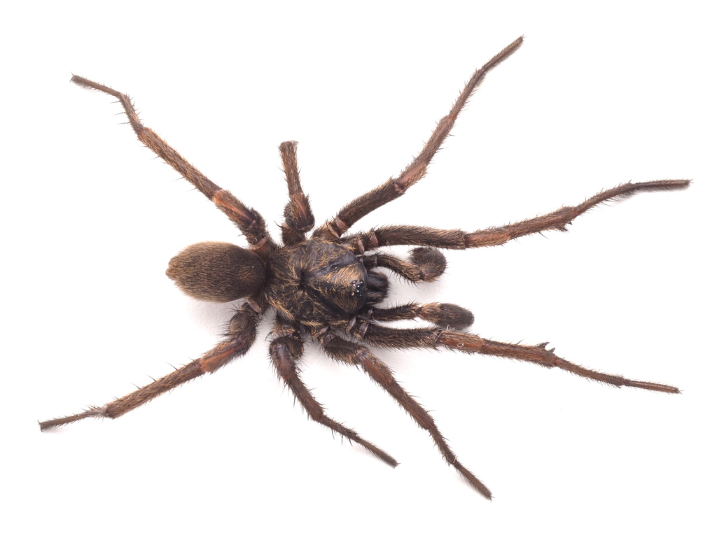 Brown Trapdoor Spiders from Brisbane QLD, Australia on June 19, 2023 at ...