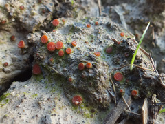 Scutellinia pseudotrechispora