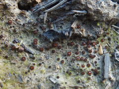 Scutellinia pseudotrechispora