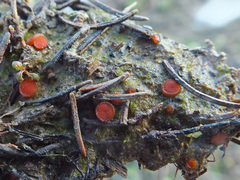Scutellinia pseudotrechispora
