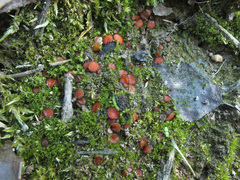 Scutellinia pseudotrechispora