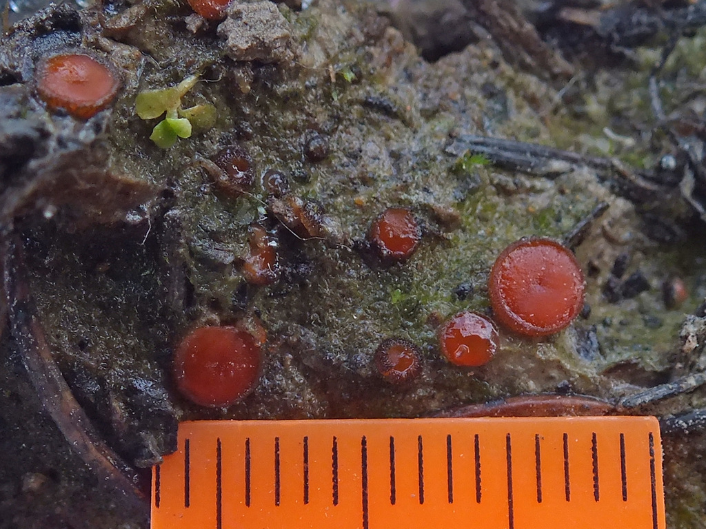 Scutellinia pseudotrechispora