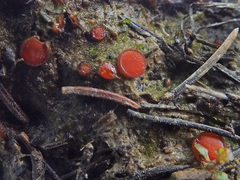 Scutellinia pseudotrechispora