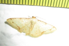 Heterostegane auranticollis