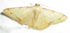 Heterostegane auranticollis