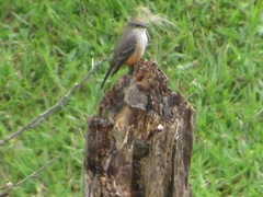 Pyrocephalus rubinus mexicanus