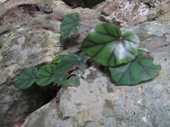 Begonia glandulosa