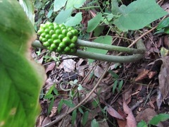 Arisaema macrospathum
