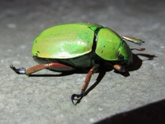 Chrysina macropus