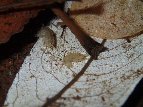Gammarus elvirae