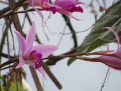 Laelia anceps
