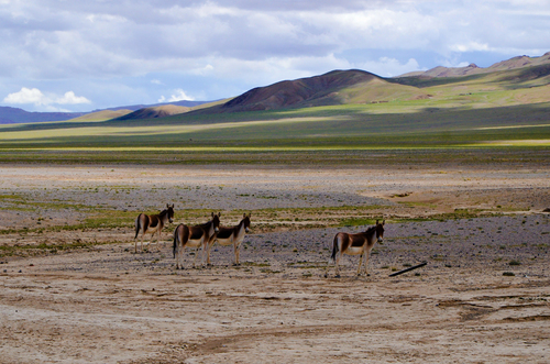 Kiang