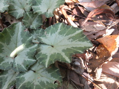 Cyclamen repandum