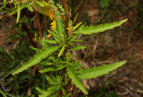 Dysphania ambrosioides image