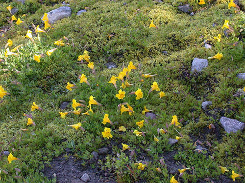 Tiling's monkeyflower (Mimulus tilingii)