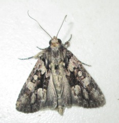 Bryophila leucomelaena