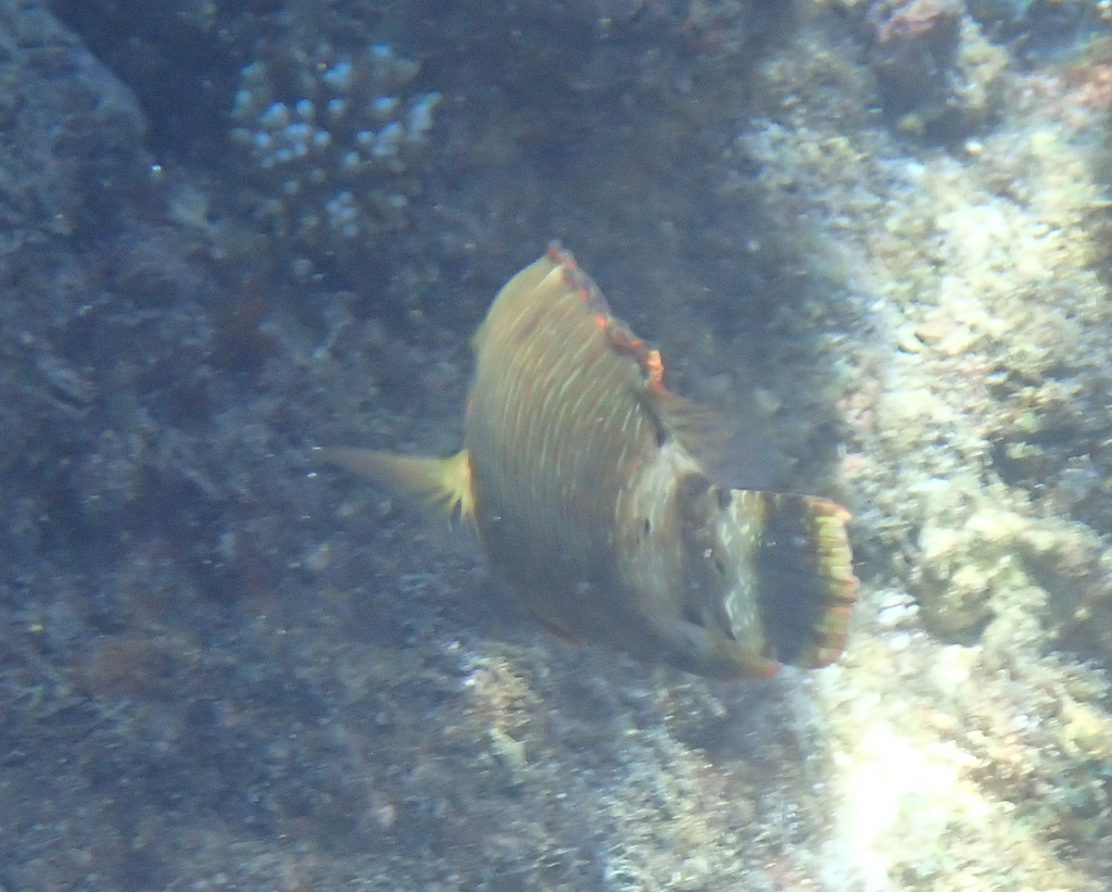 Tripletail wrasse