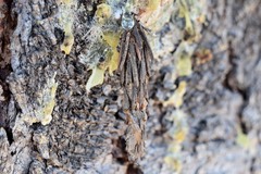 Canephora hirsuta
