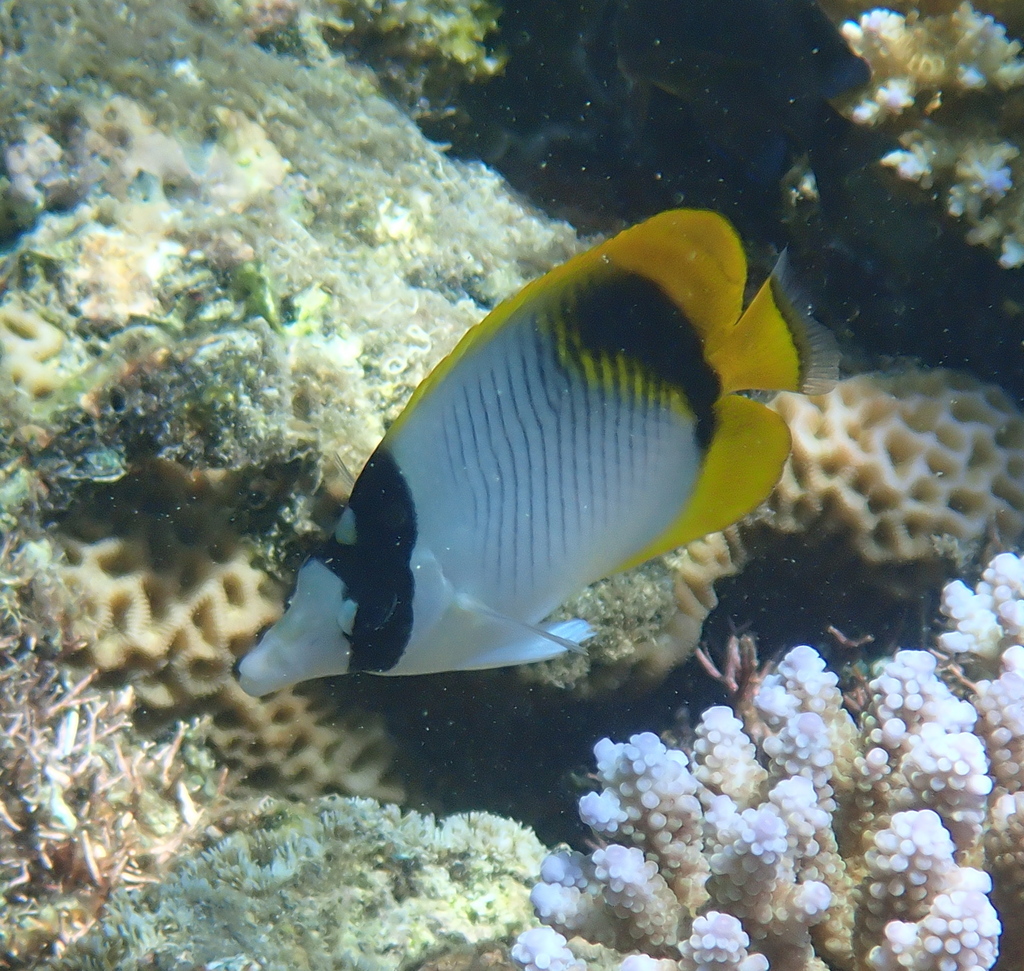 Lined butterflyfish
