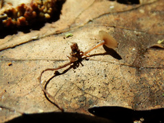 Ciborinia candolleana