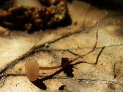 Ciborinia candolleana