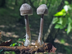 Mycena abramsii