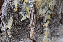 Canephora hirsuta