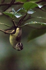 Basileuterus melanotis