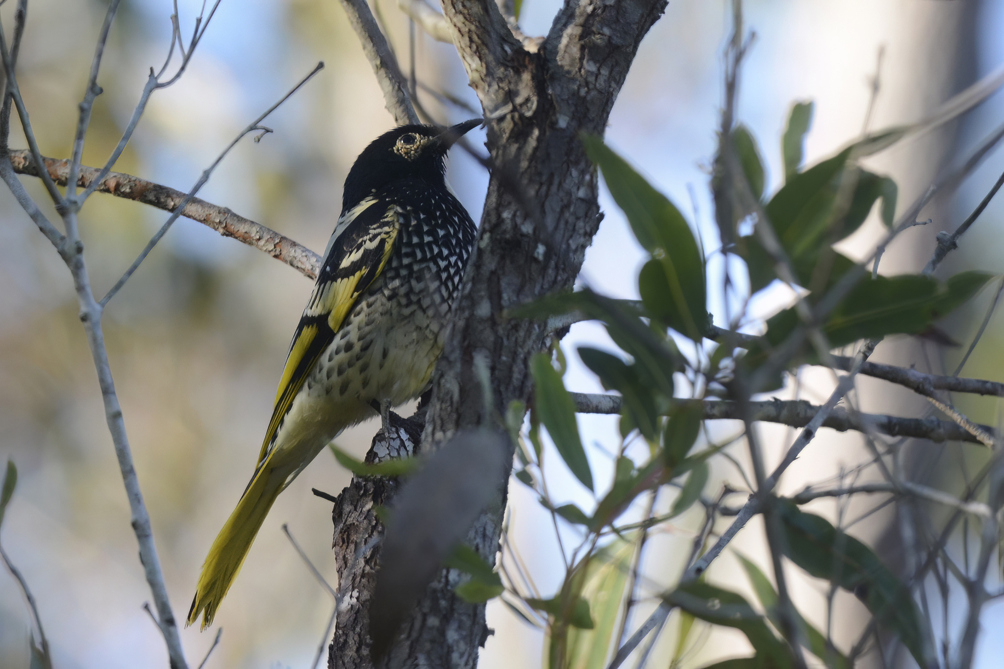 Regent Honeyeater illustration