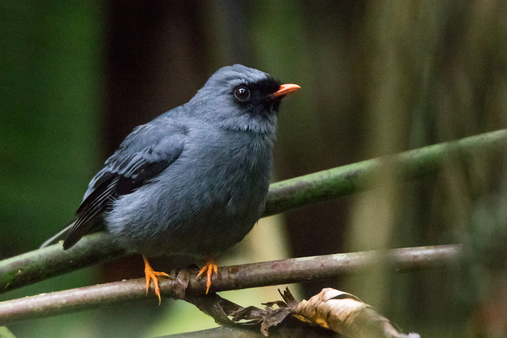 Black-faced Solitaire photo