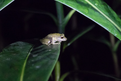 Craugastor fitzingeri