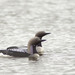 Arctic Loon - Photo (c) Никифорова Валерия, some rights reserved (CC BY-NC), uploaded by Никифорова Валерия