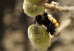 Bombus lapponicus