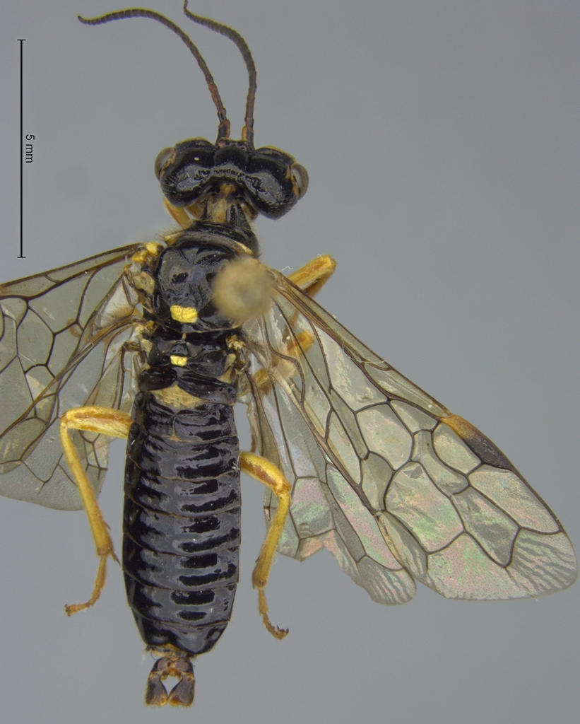 Onycholyda sertata