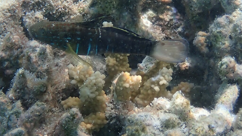 Banded Goby