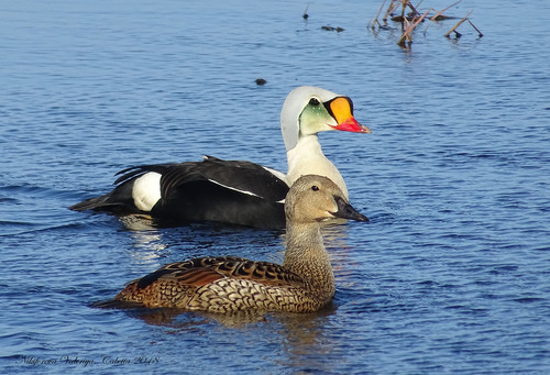 King Eider