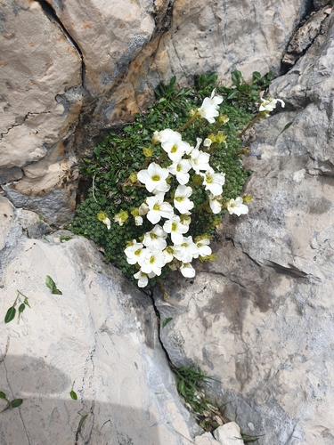 Image of Saxifraga tombeanensis by no rights reserved