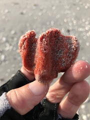 Dragmacidon lunaecharta