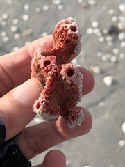 Dragmacidon lunaecharta