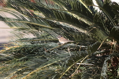 Zonotrichia capensis image