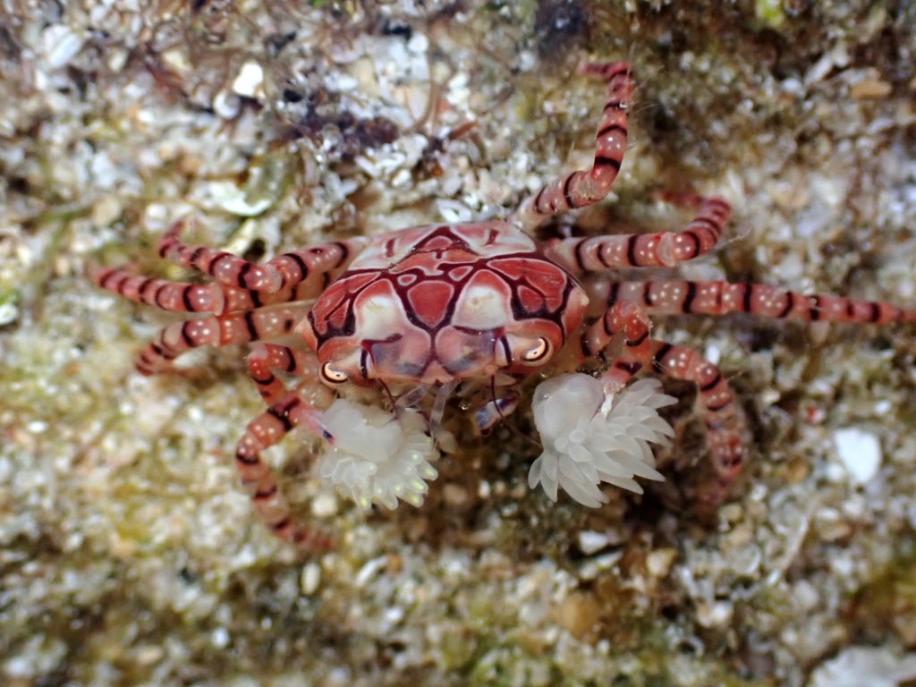 Photo of Boxer Crab (Lybia tessellata)