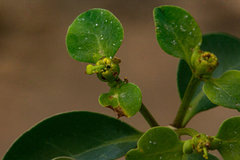 Euphorbia transvaalensis image