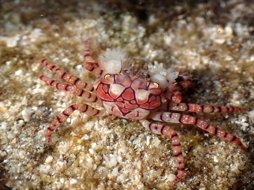 Photo of Boxer Crab (Lybia tessellata)