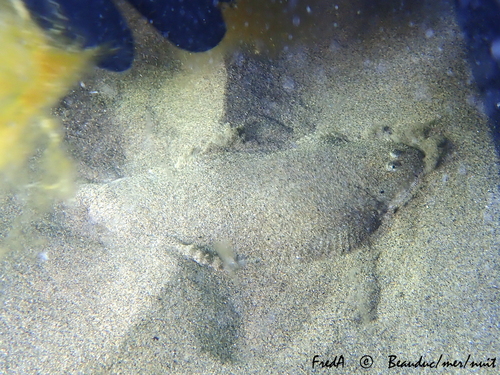Atlantic sole (Pegusa lascaris) — Soleidae — 2