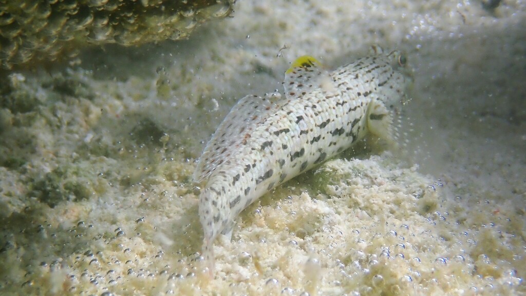 Ornate goby